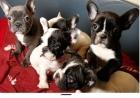 Französische. Bulldoggen Welpen suchen ein neues Zuhause
